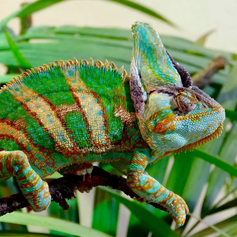 reptiles