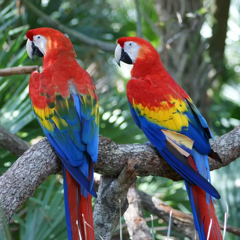 Exotic Birds