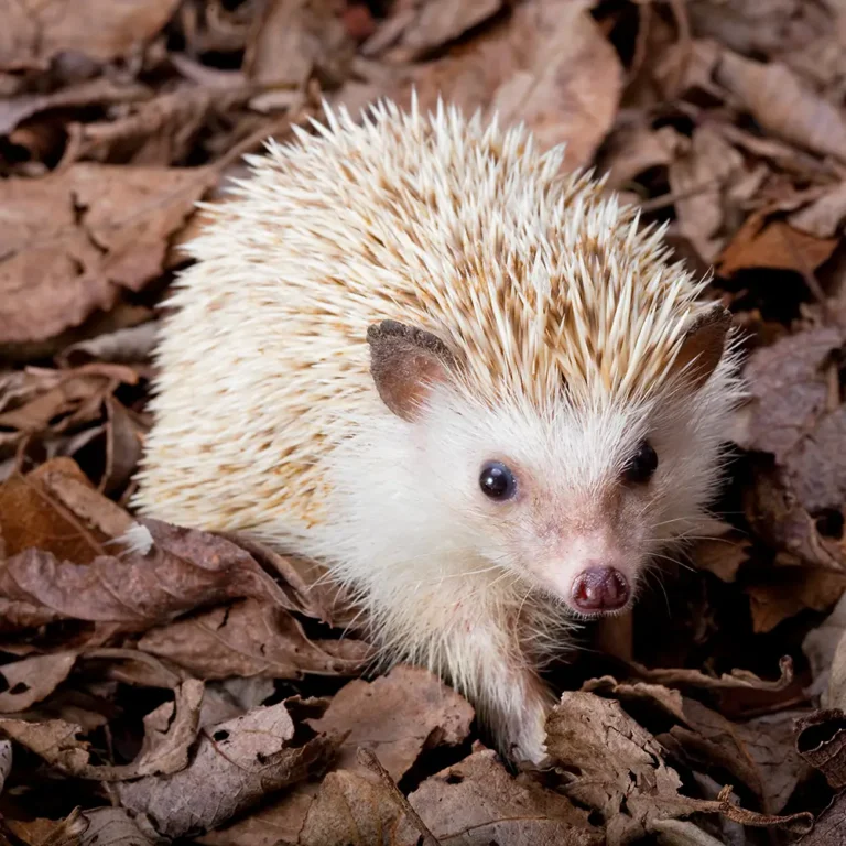 Small Mammals